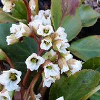 Bergenia 'Bressingham White'